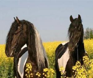 yapboz Çiçekler arasında iki at
